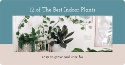 12 of The Best Indoor Plants - Facebook Post Template