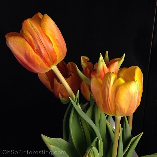 Tulips by Oh So Pinteresting on Instagram