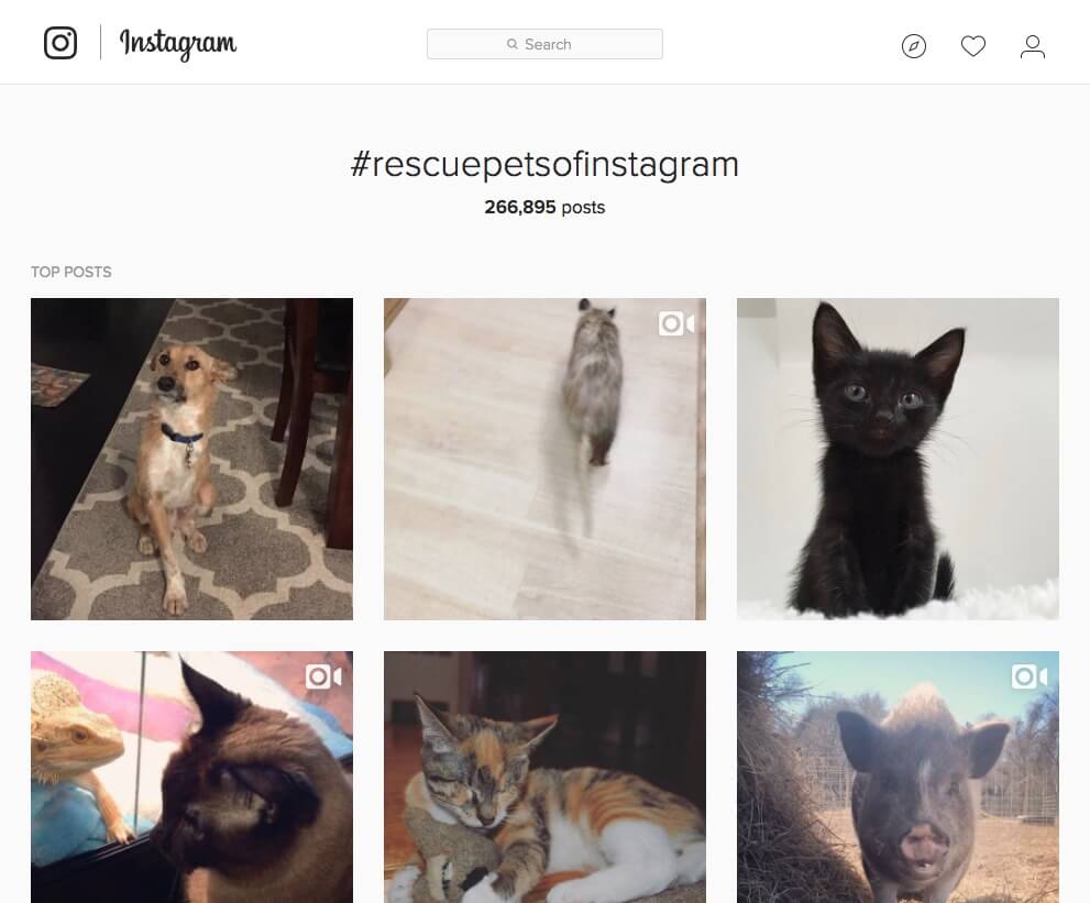 Rescue Pets of Instagram