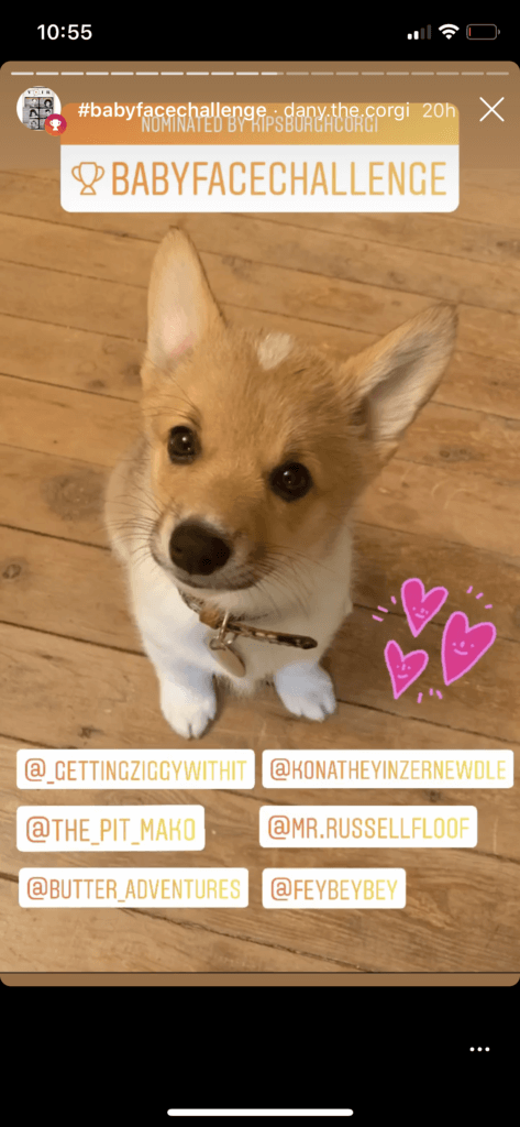 BabyFace Challenge on Instagram Stories - small puppy looking at camera