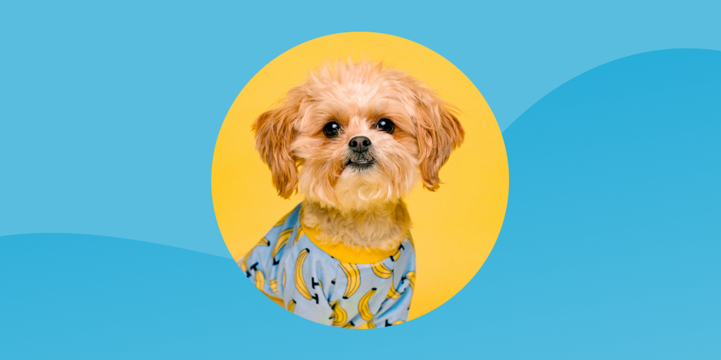 August Marketing Dates to Remember blog post header blue background with dog